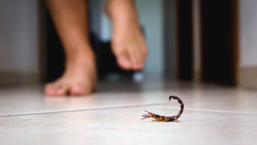 Verão, Umidade e Pragas: Por que a Desinsetização é Vital nesta Época?